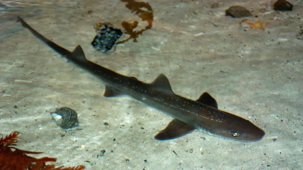 Gummy Shark Fishing in Port Phillip Bay