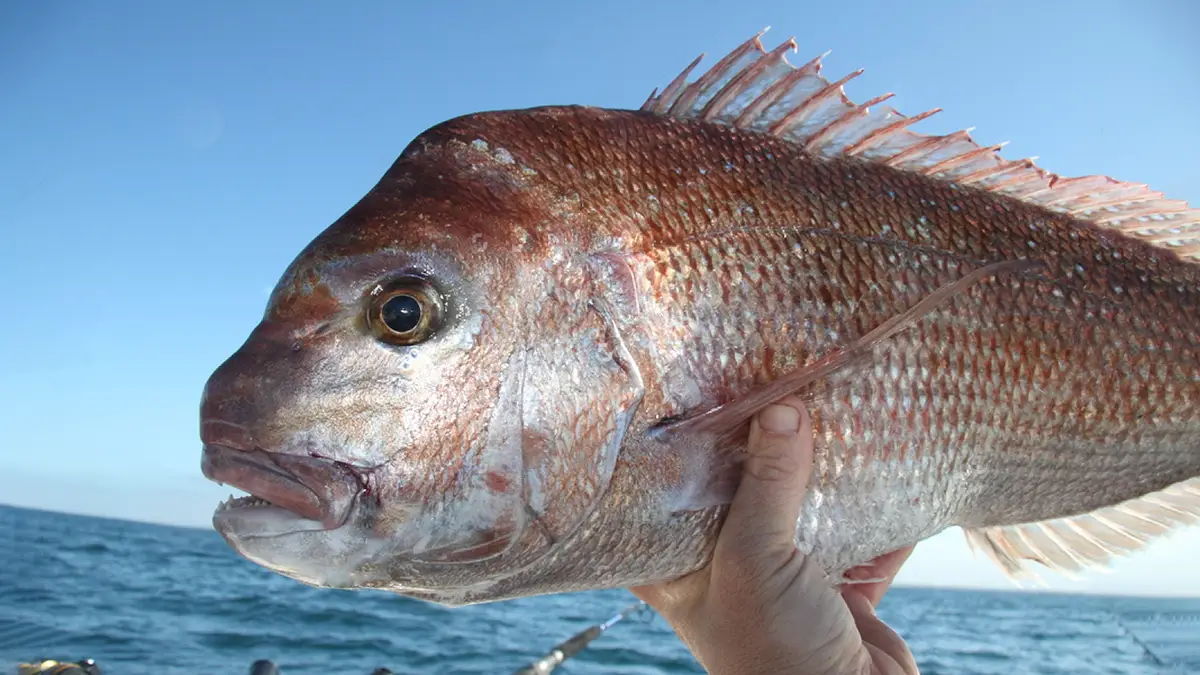 Fishing in Port Phillip Bay